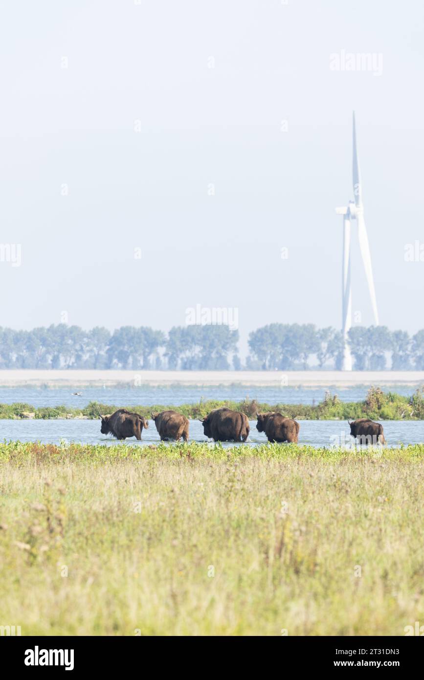 Eine multifunktionale Küstenlandschaft in Slikken van de Heen, Holland: Bisons, die neben einer belebten Schifffahrtsstraße mit Windturbinen unterwegs sind. Stockfoto