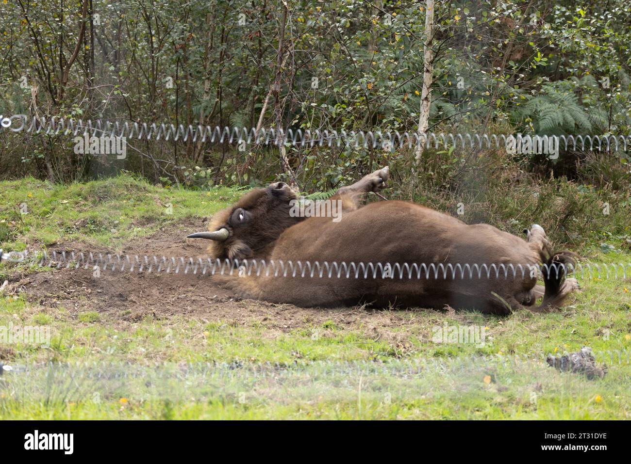 Europäischer Bison aus UKs erster wild wandernder Herdenstaub, der direkt hinter dem Zaun ihres weitläufigen Gehäuses schwimmt, ein Verhalten, das ihren Lebensraum prägt. Stockfoto