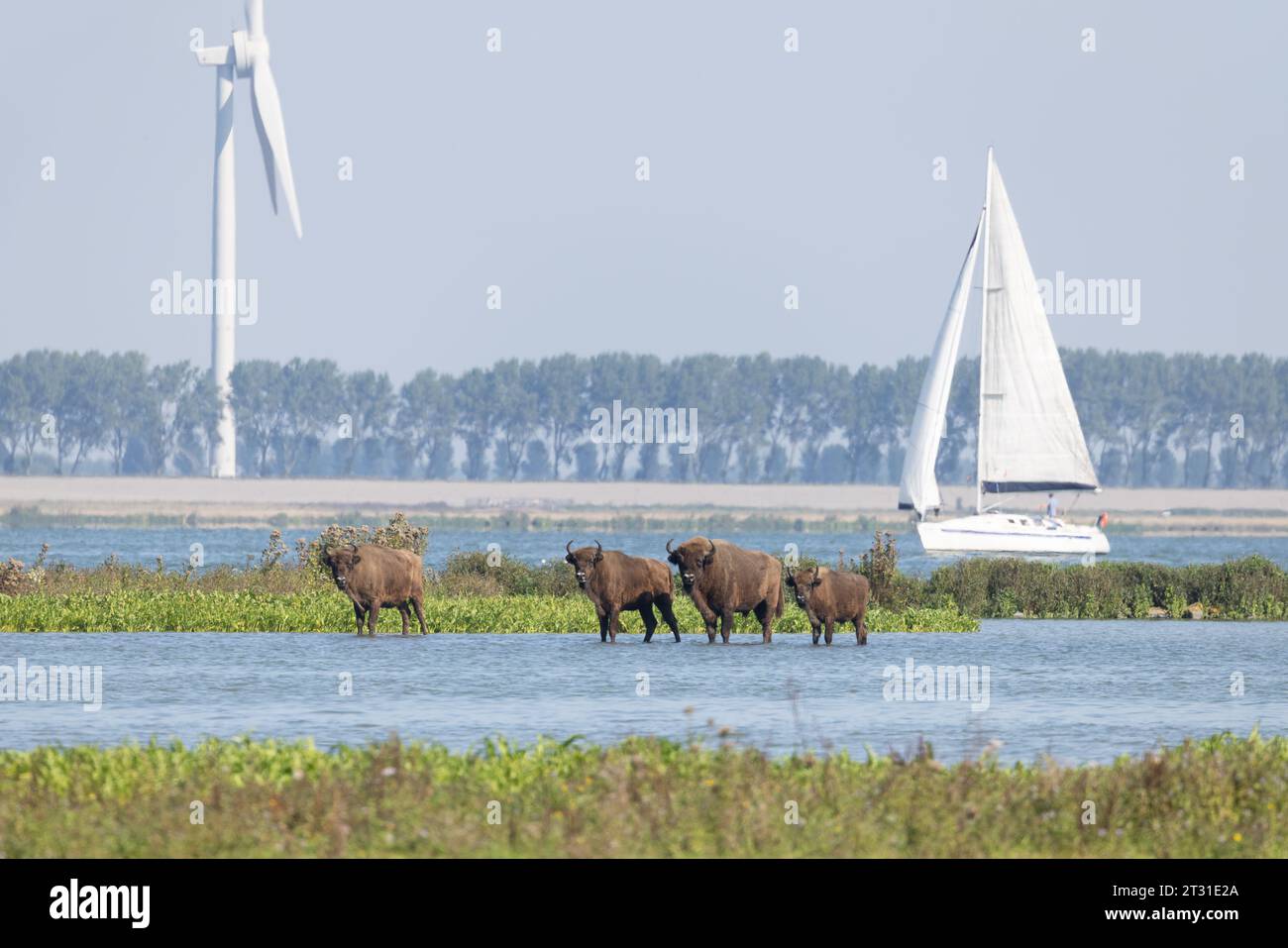 Eine multifunktionale Küstenlandschaft in Slikken van de Heen, Holland: Bisons, die neben einer belebten Schifffahrtsstraße mit Windturbinen unterwegs sind. Stockfoto