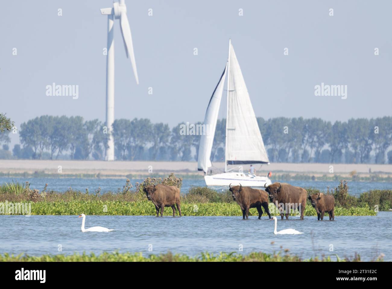 Eine multifunktionale Küstenlandschaft in Slikken van de Heen, Holland: Bisons, die neben einer belebten Schifffahrtsstraße mit Windturbinen unterwegs sind. Stockfoto