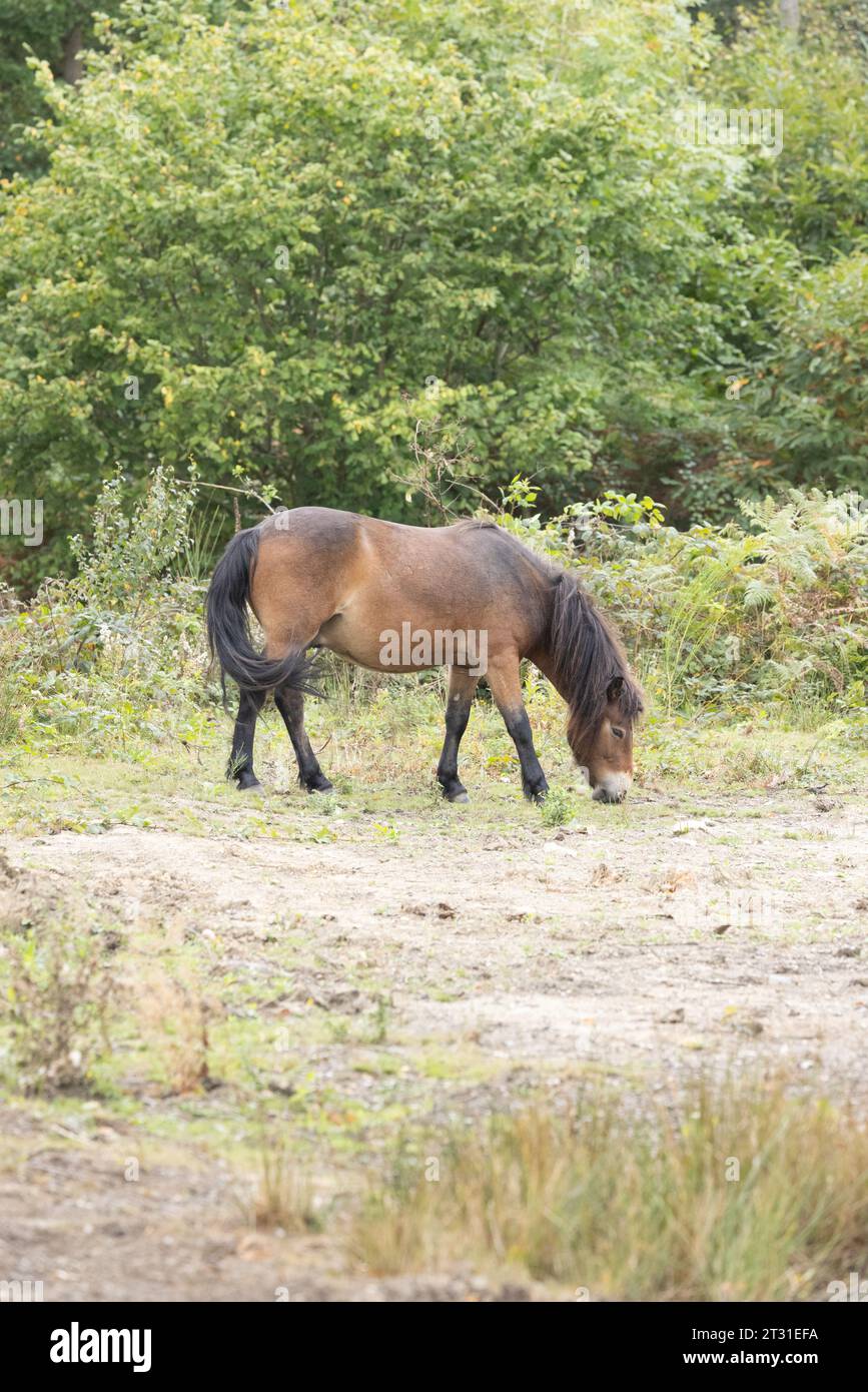 Exmoor Ponys sind eine robuste Rasse, die als Stellvertreter für Wildpferde verwendet wird, um Lebensraum in Naturschutzgebieten wie diesem in Kent, England, zu bewirtschaften. Stockfoto