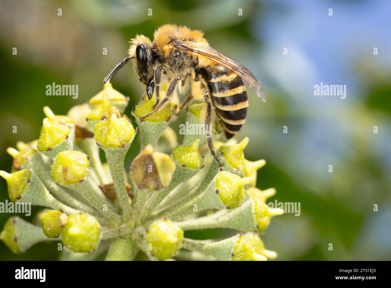 Efeu-Bienen sind jüngere Kolonisten in Großbritannien und sind Spezialisten für Efeu-Blüten, die im späten Herbst auftauchen. Stockfoto