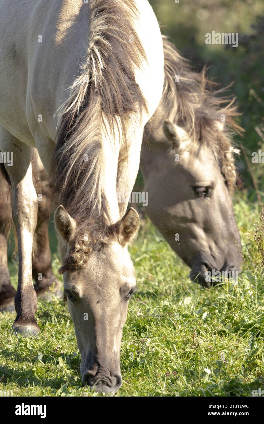 Konik-Ponys werden für die natürliche Bewirtschaftung von Naturschutzgebieten in ganz Europa verwendet, diese befinden sich auf niederländischem Umsiedlungsgebiet. Stockfoto