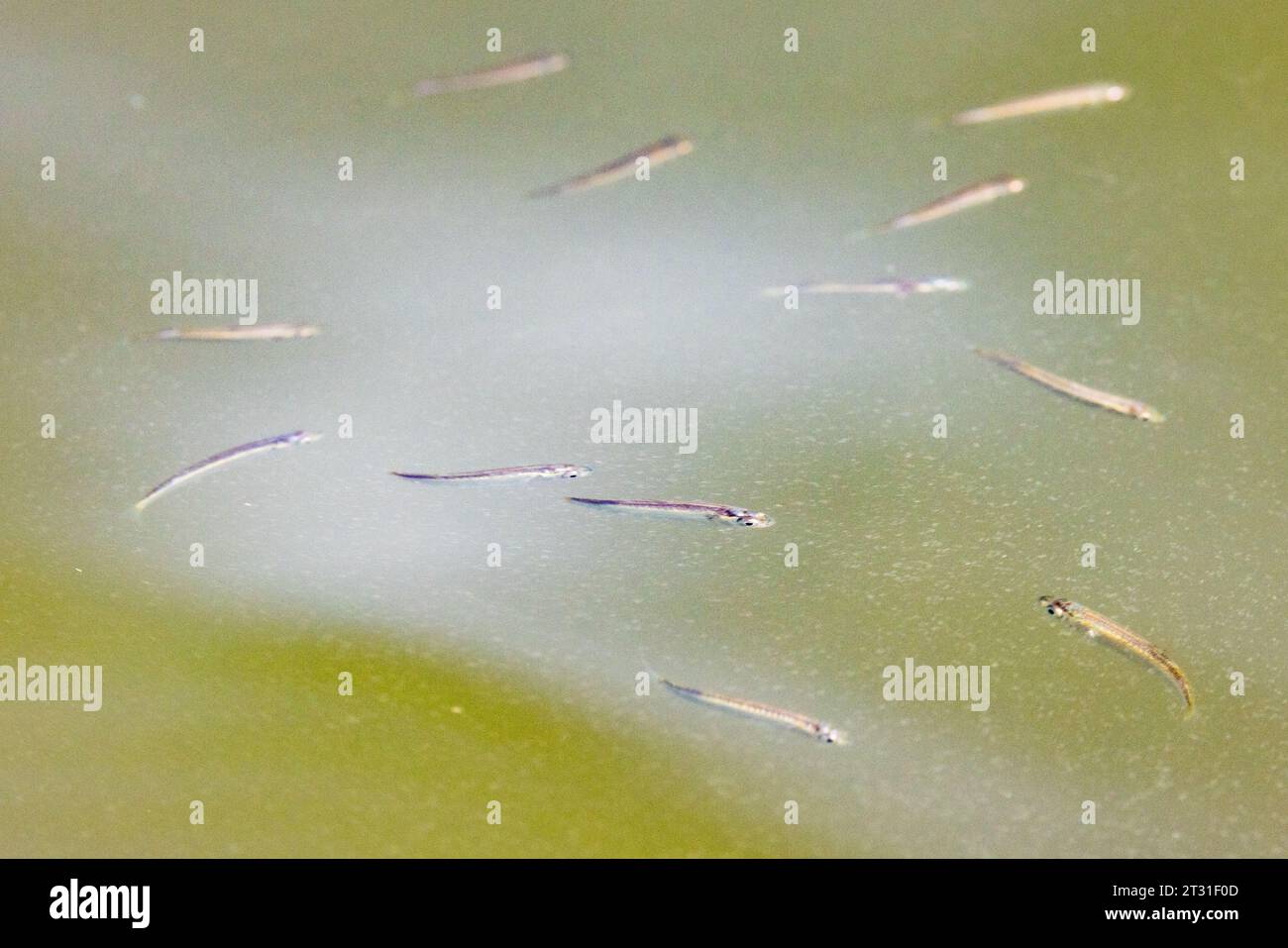 Junge Fische (Fritten oder Fingerlinge) in den sandigen Untiefen eines Pools an einem Strand in Sussex, Großbritannien. Stockfoto
