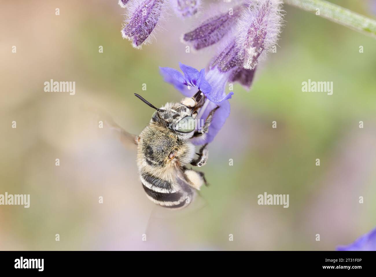 Weibliche Amegilla c.f. albigena-Blumenbiene, die von Blüten aus dem städtischen Bergerac, Frankreich, ernährt wird. Stockfoto