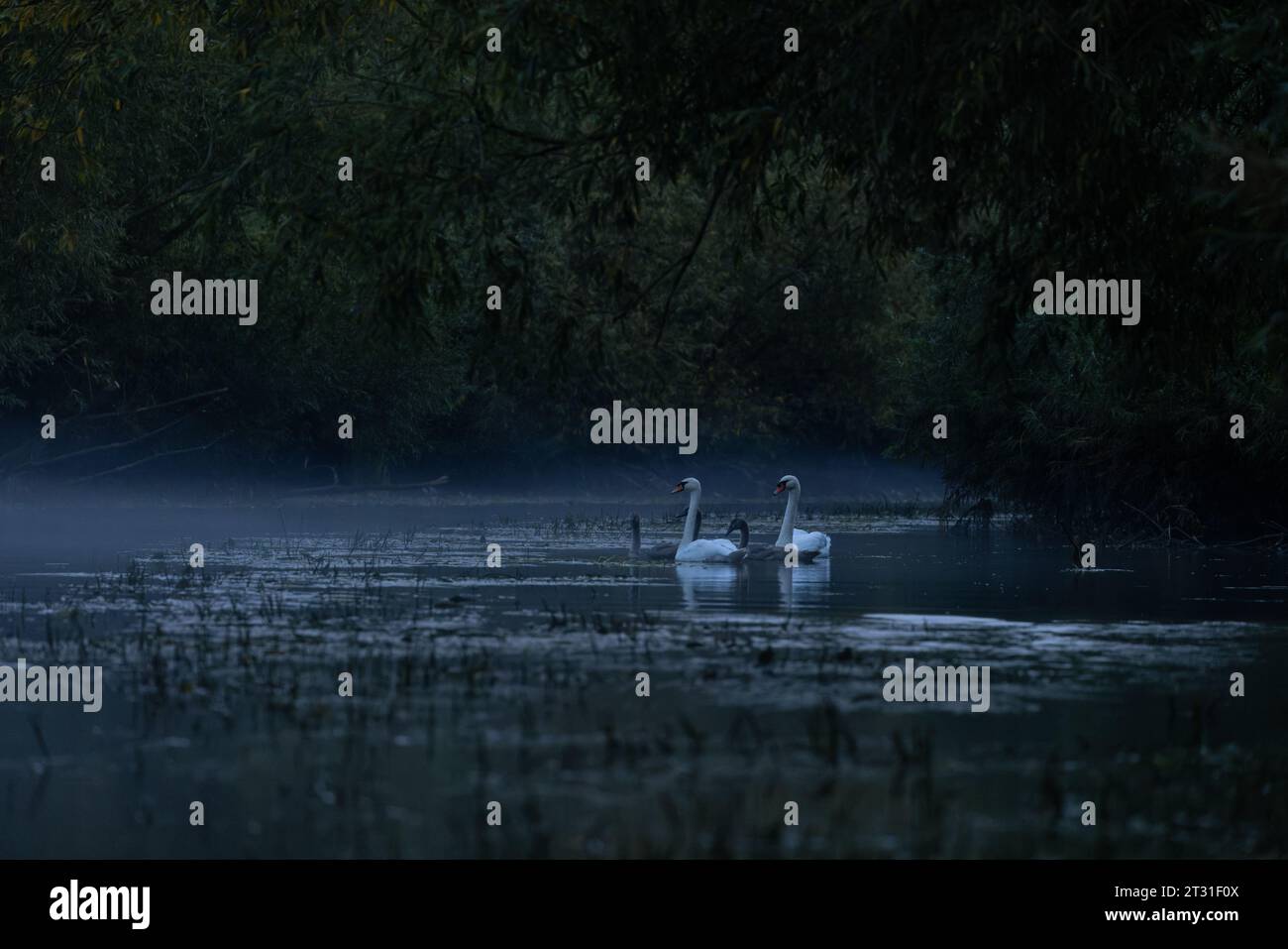 Familie stummer Schwäne auf einem ungestörten Fluss mit Abendnebel, der sich um sie herum zusammenzieht, Kent, England, Großbritannien. Stockfoto
