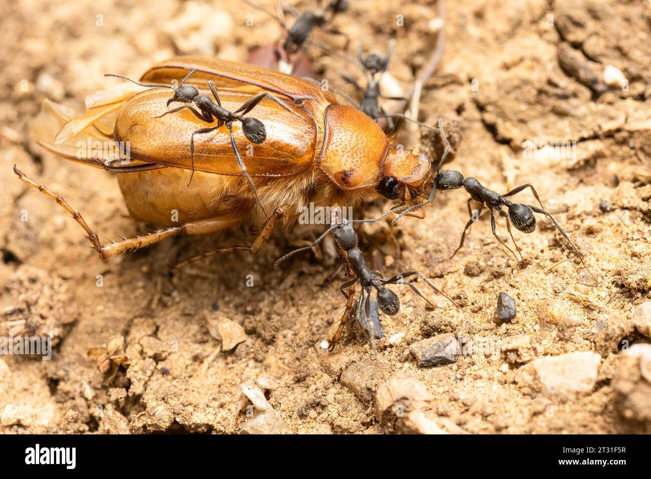 Ein Ameisen-Team, das den Kadaver eines Karabinenkäfers zum Verzehr in Spanien zieht. Stockfoto
