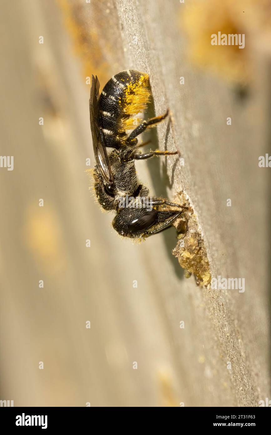 Ein Bienenhotel in einem tierfreundlichen Garten in Kent, Großbritannien. Diese ehemals seltene Art erweitert ihr britisches Verbreitungsgebiet. Stockfoto