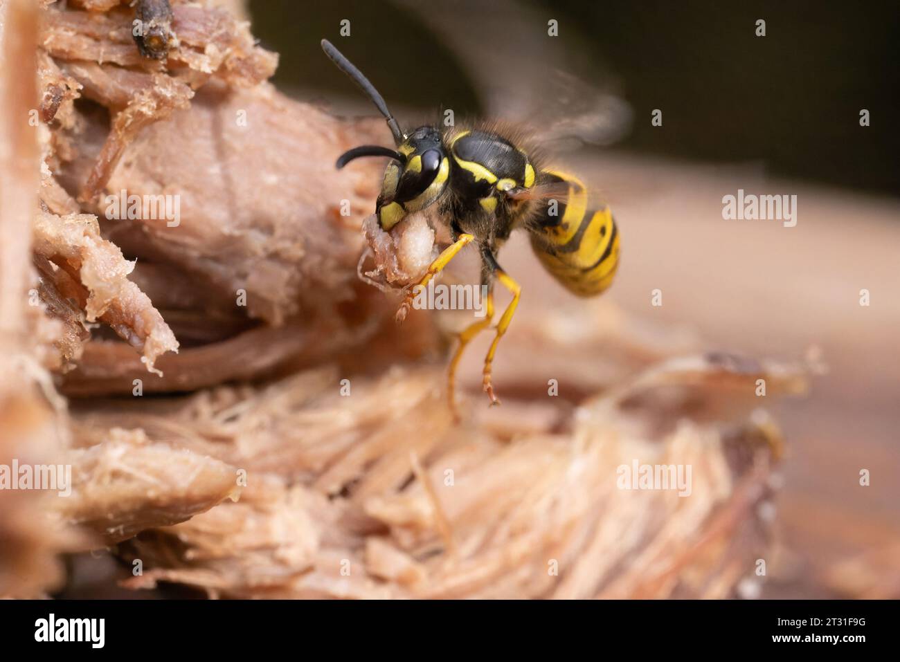 Gewöhnliche Wespe, die Essen von einem Sommergrill klaut - nerviges, aber faszinierendes Verhalten, denn dieses fleißige und verleumdete Insekt versorgt seine Kolonie. Stockfoto