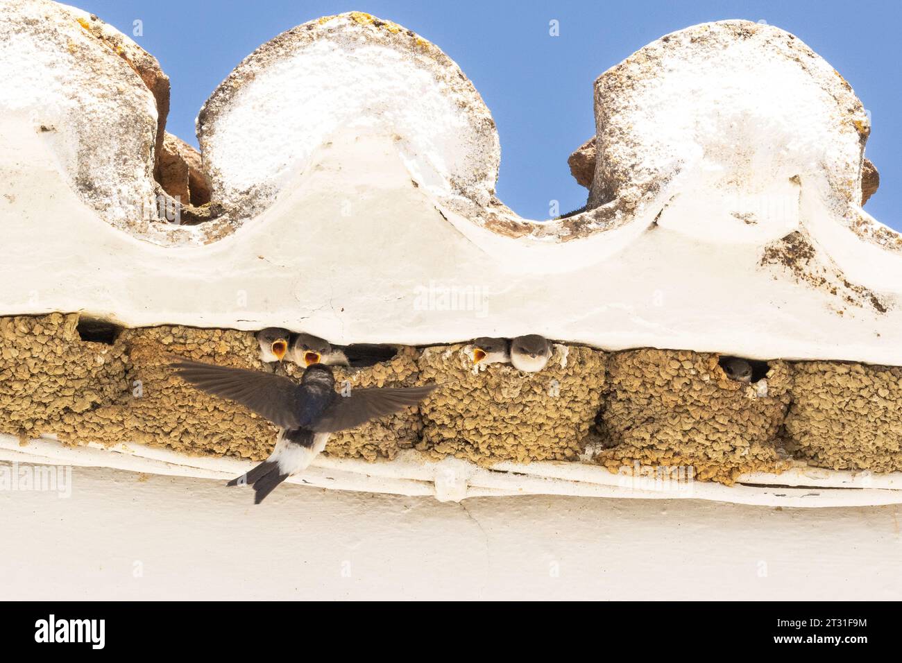 Haus martins nistet unter dem Dachvorsprung des spanischen Hauses. Menschen tolerieren Natur, die mit ihnen zusammen lebt, zum gegenseitigen Nutzen. Stockfoto