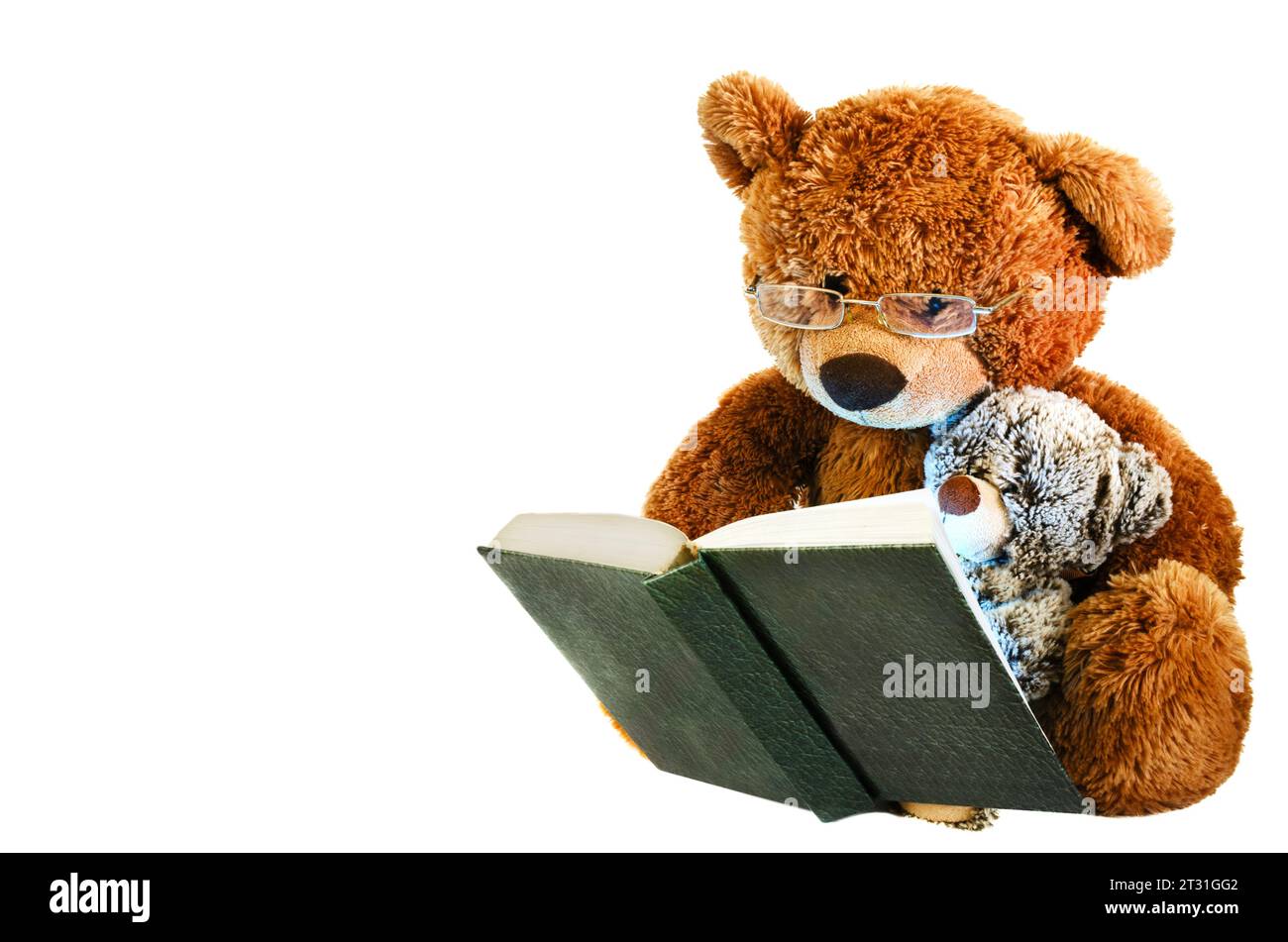 Das ist ein Foto von einem Teddybären mit Brille und einem kleinen Bären, der ein Buch liest. Er hat braunes Fell. Das Buch ist grün mit weißen Seiten. Hintergrund weiß Stockfoto