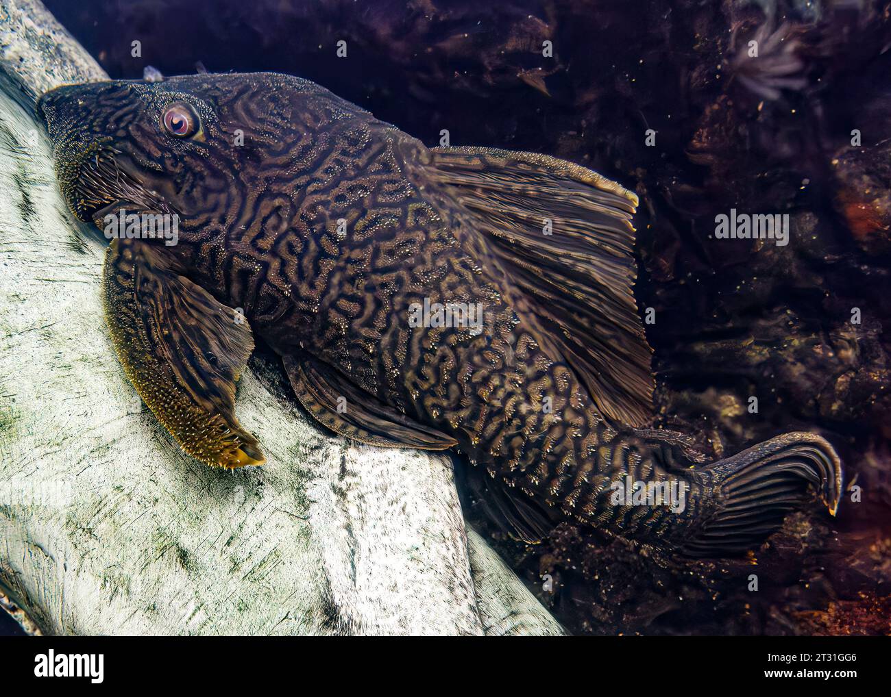 Amazonassegelwelse (Pterygoplichthys pardalis) Stockfoto