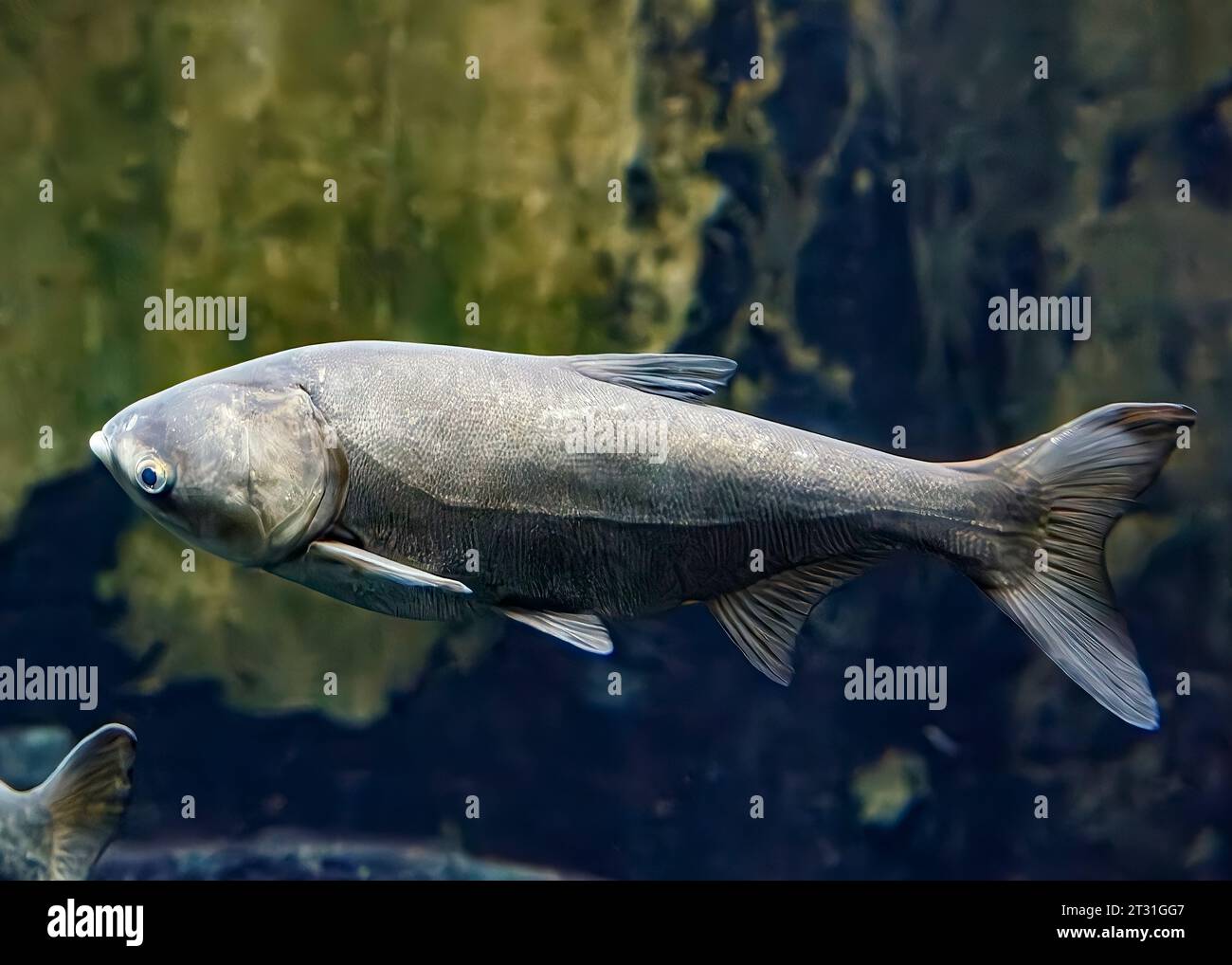 Großkopfkarpfen (Hypophthalmichthys nobilis), Ostasien Stockfoto