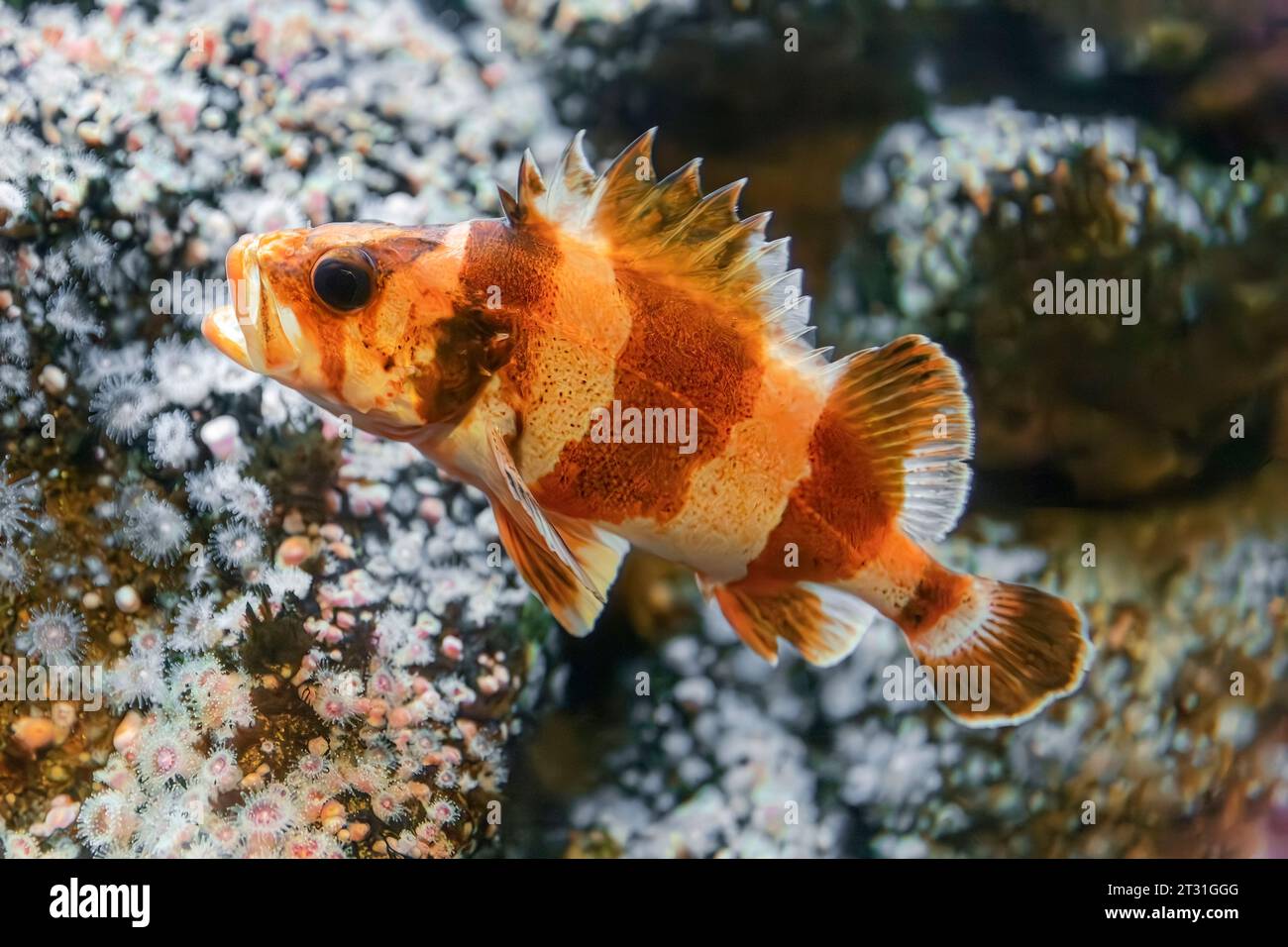 Fahnenfische (Sebastes rubrivinctus) AKA: Spanische Flagge, rothbändiger Steinfisch und Barberpole, heimisch im östlichen Pazifik Stockfoto