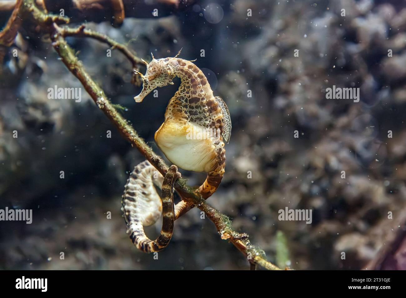 Das Großbauchseepferdchen (Hippocampus abdominalis), auch bekannt als: Potbauchseepferdchen, das im Südosten Australiens und Neuseelands beheimatet ist Stockfoto