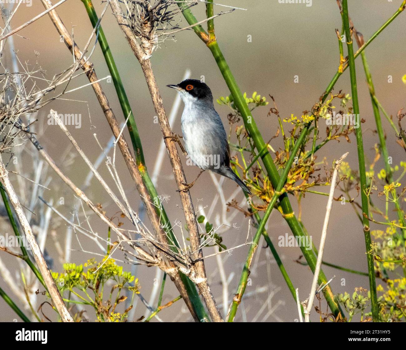 Männlicher sardischer Warbler (Curruca melanocephala), auf einem Sträucher geperrt, Paphos, Zypern. Stockfoto