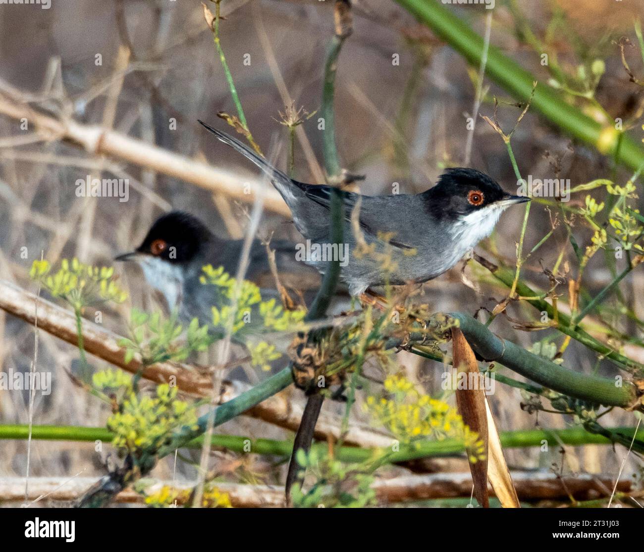 Männlicher sardischer Warbler (Curruca melanocephala), auf einem Sträucher geperrt, Paphos, Zypern. Stockfoto