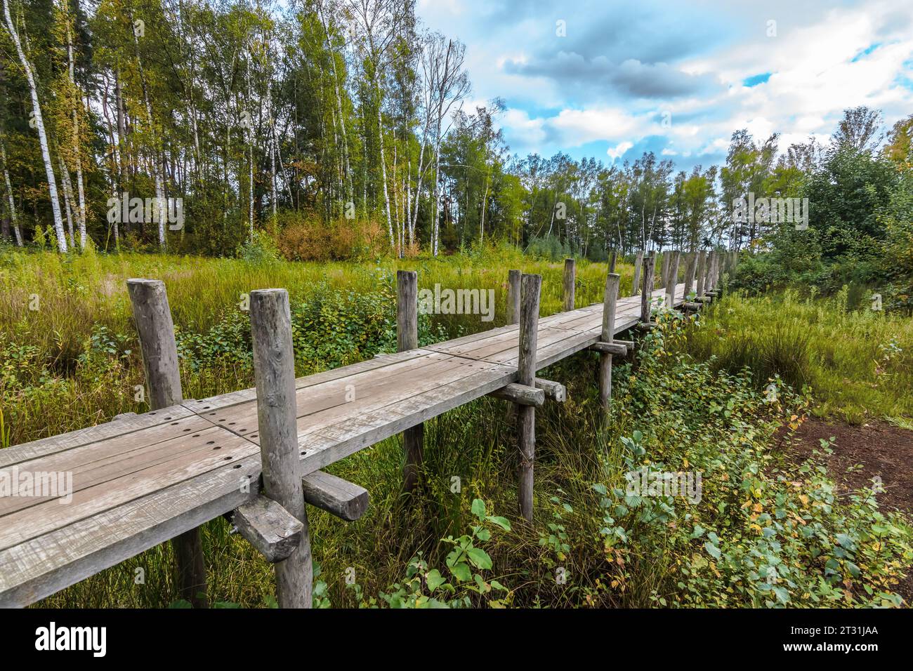 Holzweg im Naturschutzgebiet Herenthout, Belgien. Stockfoto