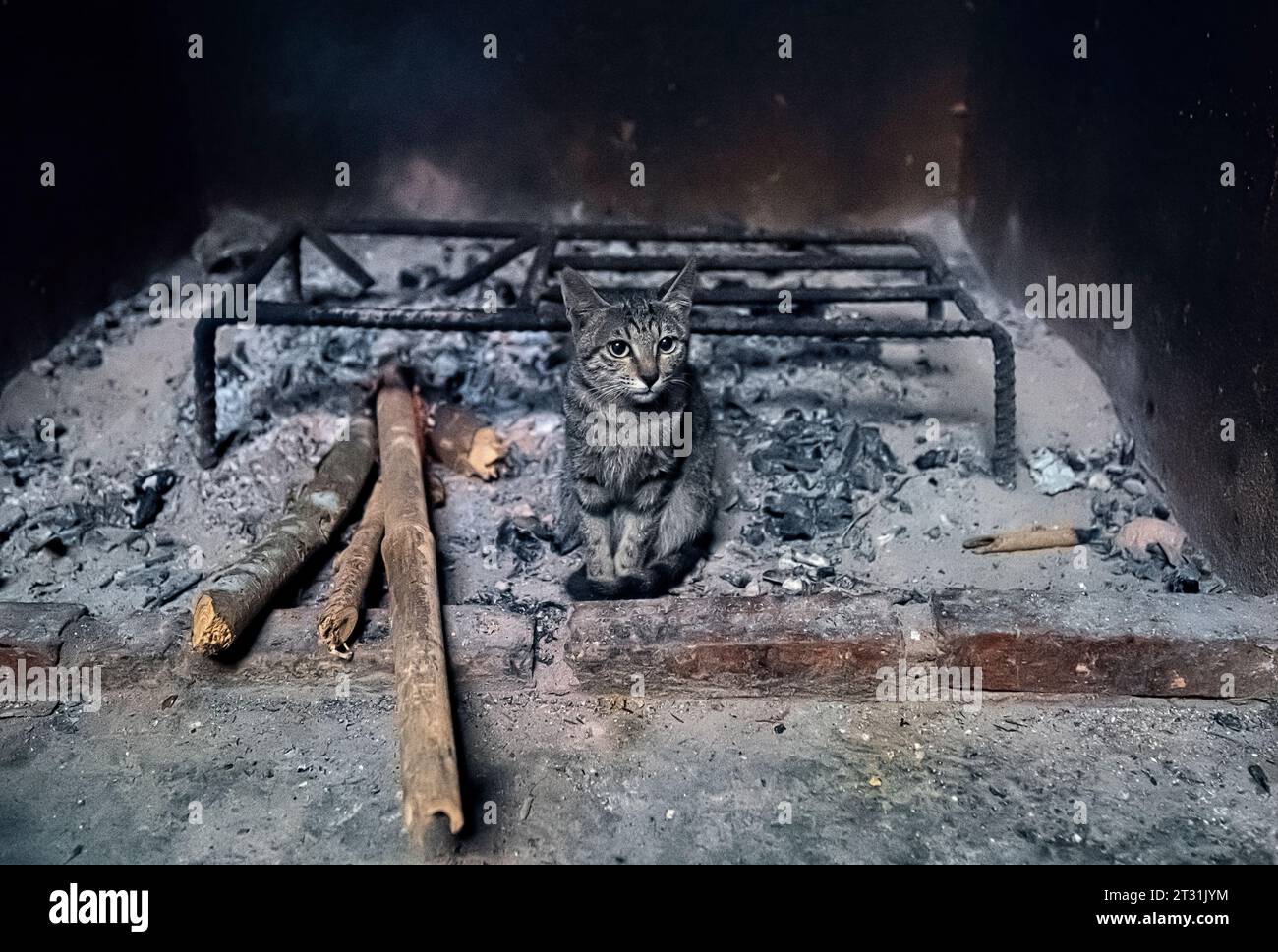 Katze, die am Feuer warm bleibt, Mu Cang Chai, Yen Bai, Vietnam Stockfoto
