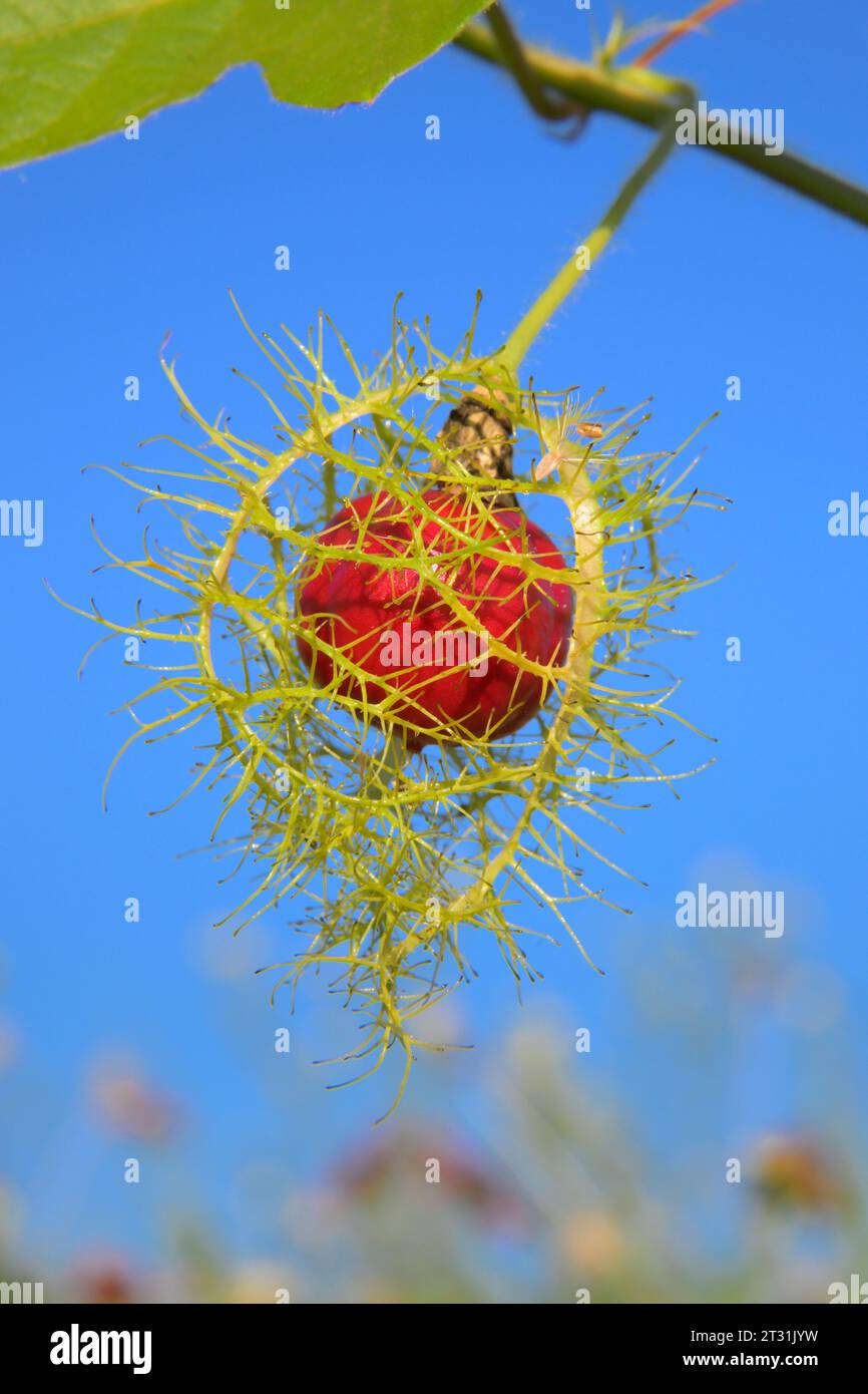 Frucht der Scarletfrucht Passionsblume (Passiflora foetida var. Lanuginosa), reifende Früchte, die mit Brakken bedeckt sind, in den Feuchtgebieten der Küste in Galveston, Texas, USA. Stockfoto