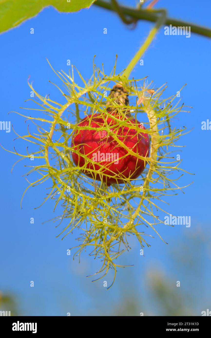 Reifefrucht der Passionsblume (Passiflora foetida var. Lanuginosa), bedeckt von Hügeln in Küstenfeuchtgebieten, Galveston, Texas, USA. Stockfoto