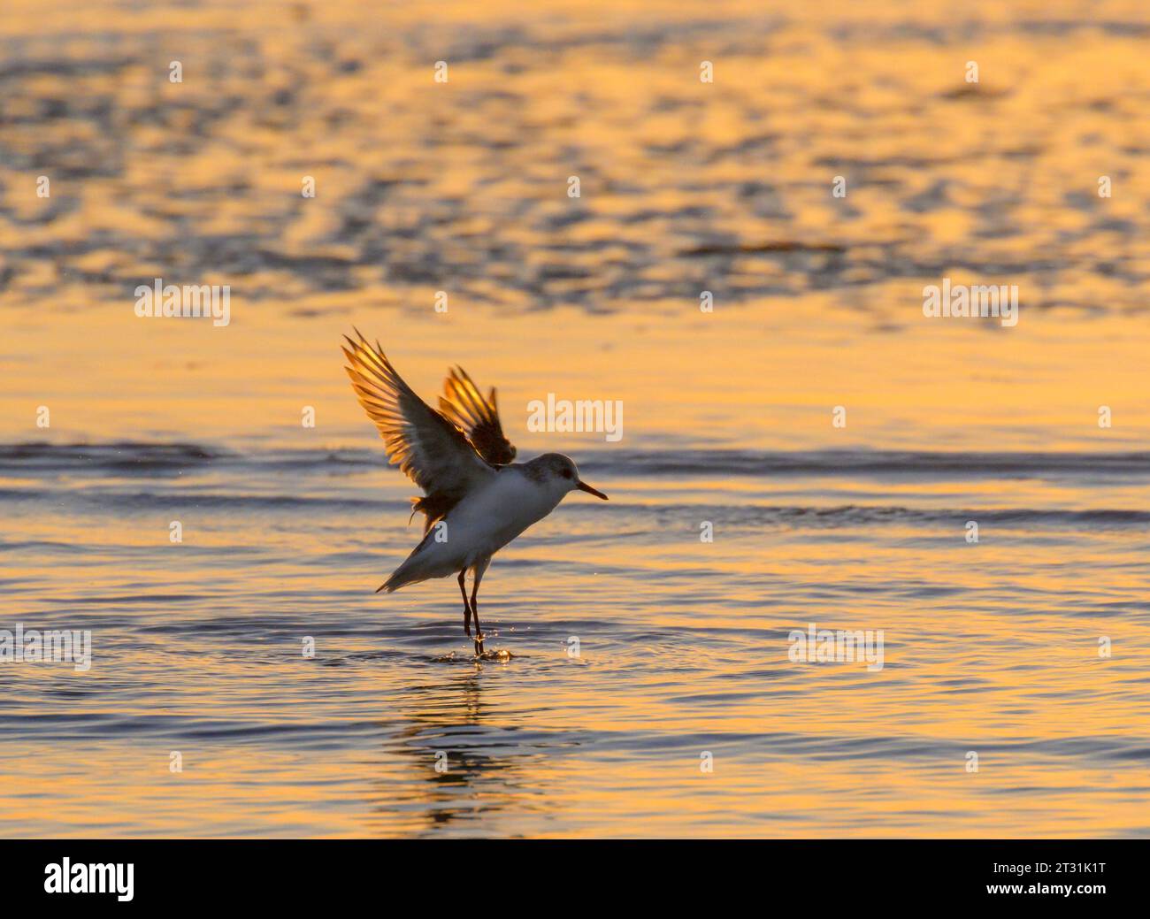 The Morning Splash: Sanderling (Calidris alba) wäscht und spritzt seine Federn am frühen Morgen im Ozean, Galveston, Texas, USA. Stockfoto
