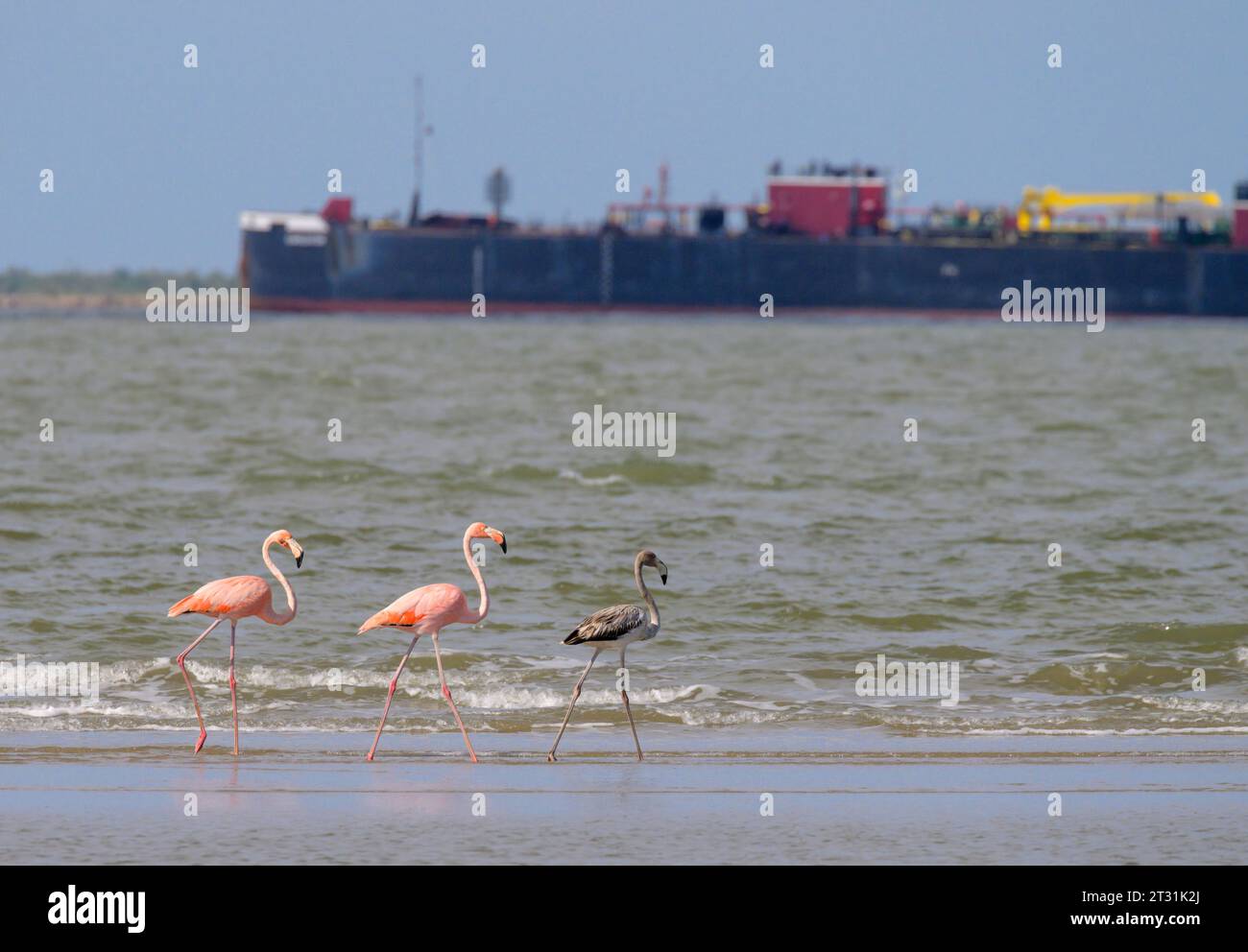 Eine Familie amerikanischer Flamingos (Phoenicopterus ruber) erschien im Oktober 2023 an ungewöhnlichen Orten in Galveston, Texas, vermutlich von dort umgesiedelt Stockfoto
