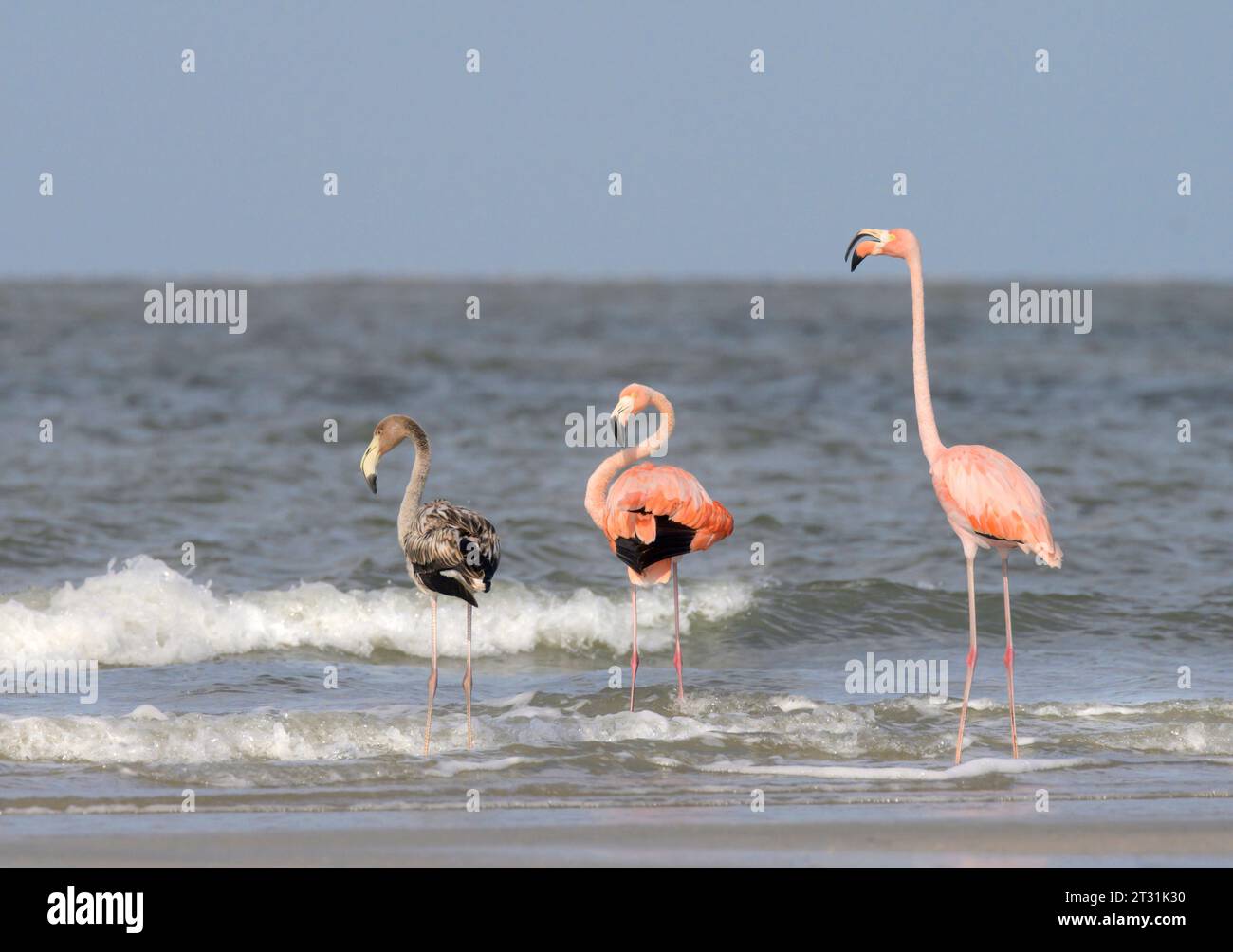 Eine Familie amerikanischer Flamingos (Phoenicopterus ruber) erschien im Oktober 2023 an ungewöhnlichen Orten in Galveston, Texas, vermutlich von dort umgesiedelt Stockfoto