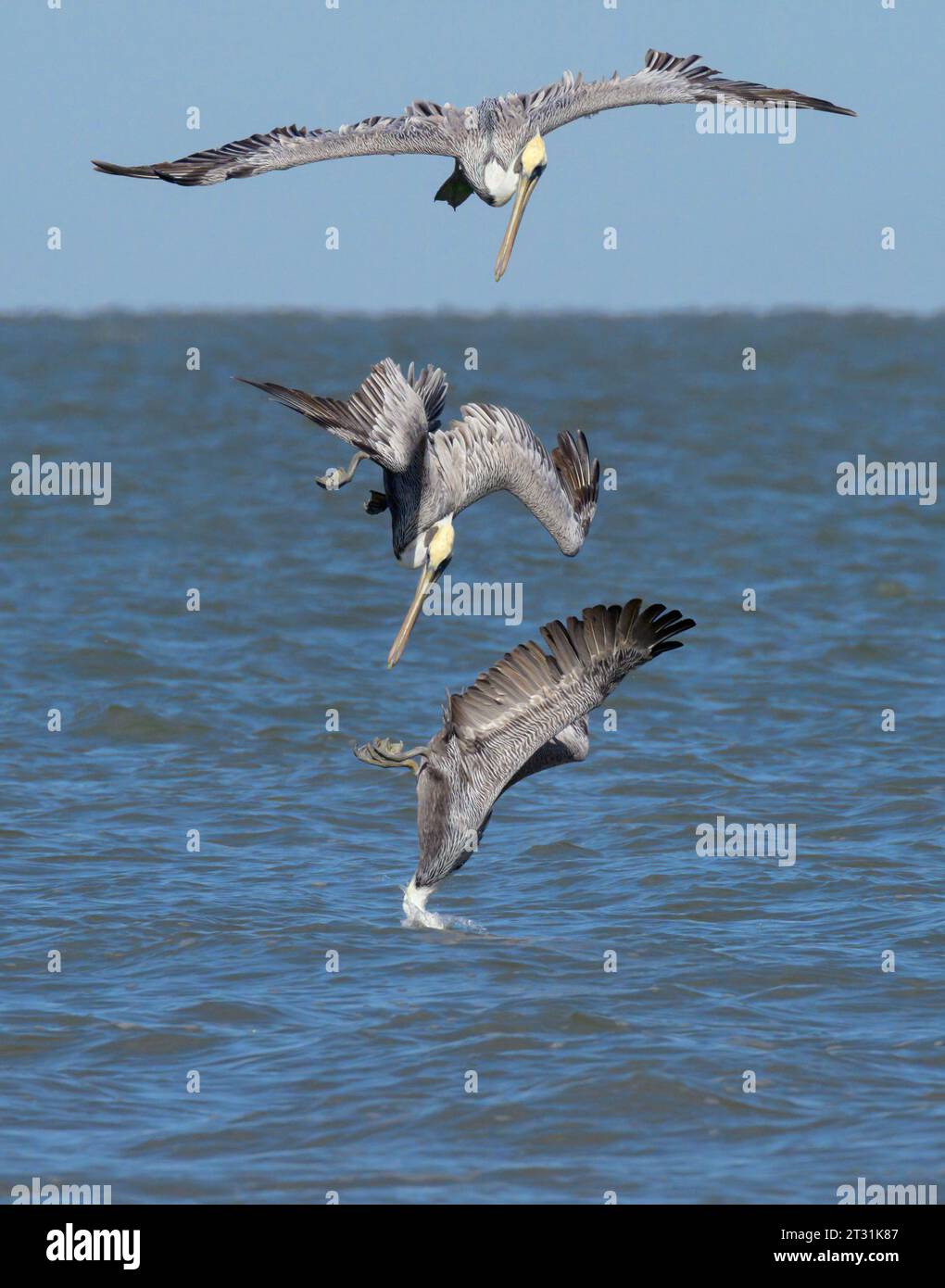 Tauchen brauner Pelikan (Pelecanus occidentalis), digitale Sequenz, Galveston, Texas, USA. Stockfoto