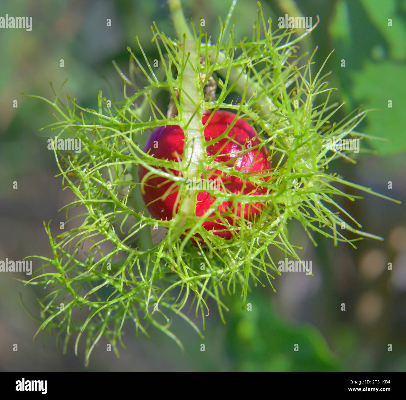 Stinkende Passionsfrucht oder wilde Maracuja (Passiflora foetida), reifende Früchte, die von Brakken bedeckt sind, in den Feuchtgebieten der Küste in Galveston, Texas, USA. Stockfoto