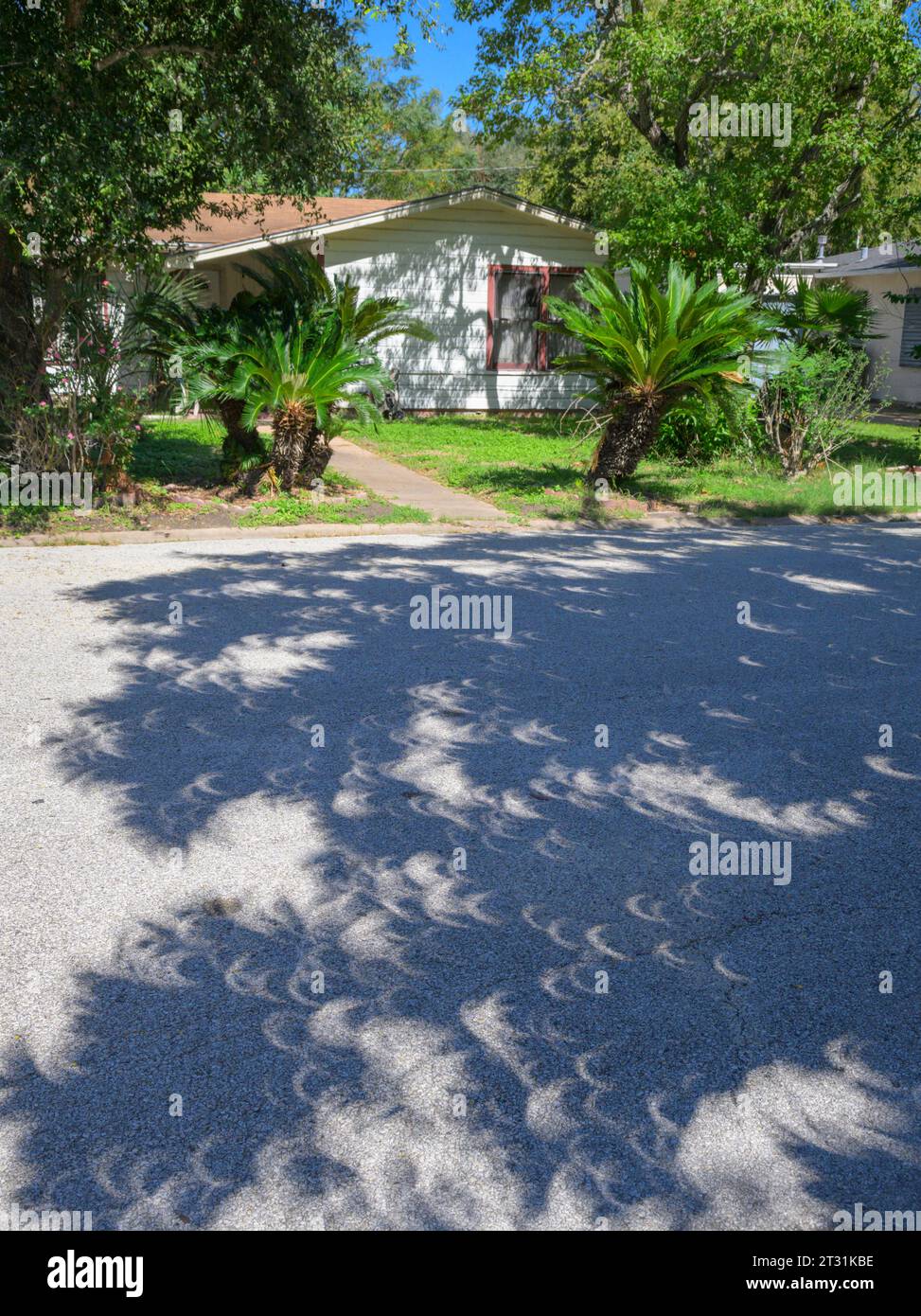 Halbmondförmige Schatten von Baumblättern auf der Straße während der Sonnenfinsternis am 14. Oktober 2023 in Galveston, Texas, USA. Stockfoto