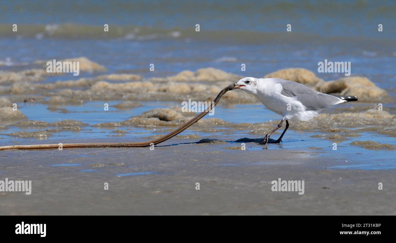 Lachmöwe (Leucophaeus atricilla) zieht einen Aal an den Strand, Galveston, Texas, USA. Stockfoto