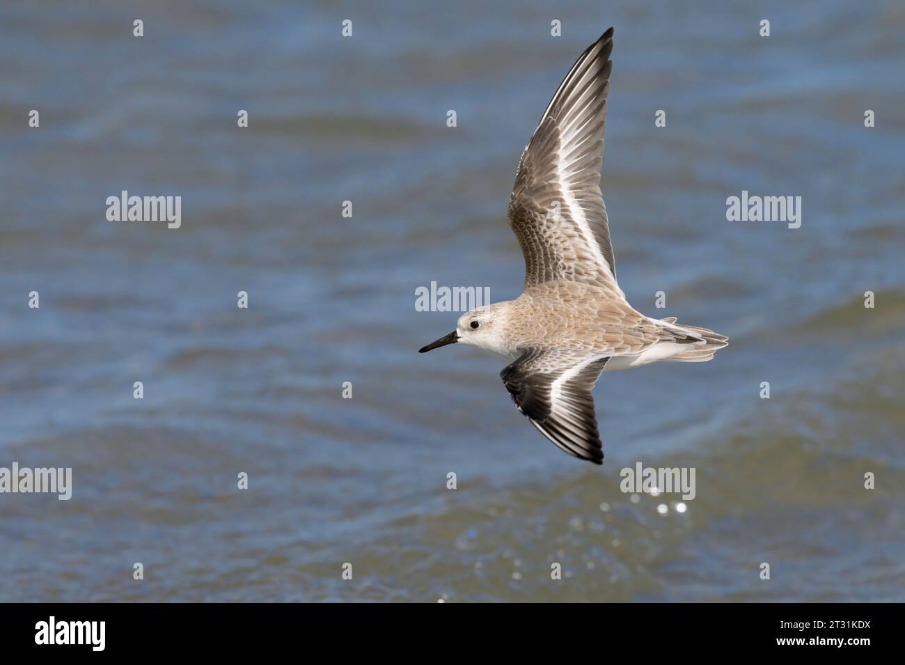 Sanderling (Calidris alba) fliegt über den Ozean, Galveston, Texas, USA. Stockfoto