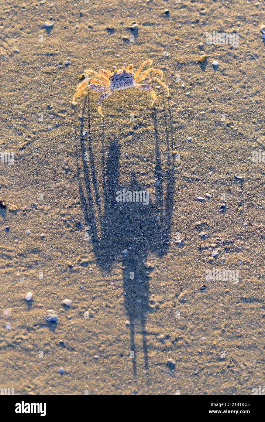 Jungfische Atlantische Geisterkrabbe oder Sandkrabbe (Ocypode quadrata) und ihr Schatten auf Sand am Strand vor Sonnenuntergang, Galveston, Texas, USA. Stockfoto