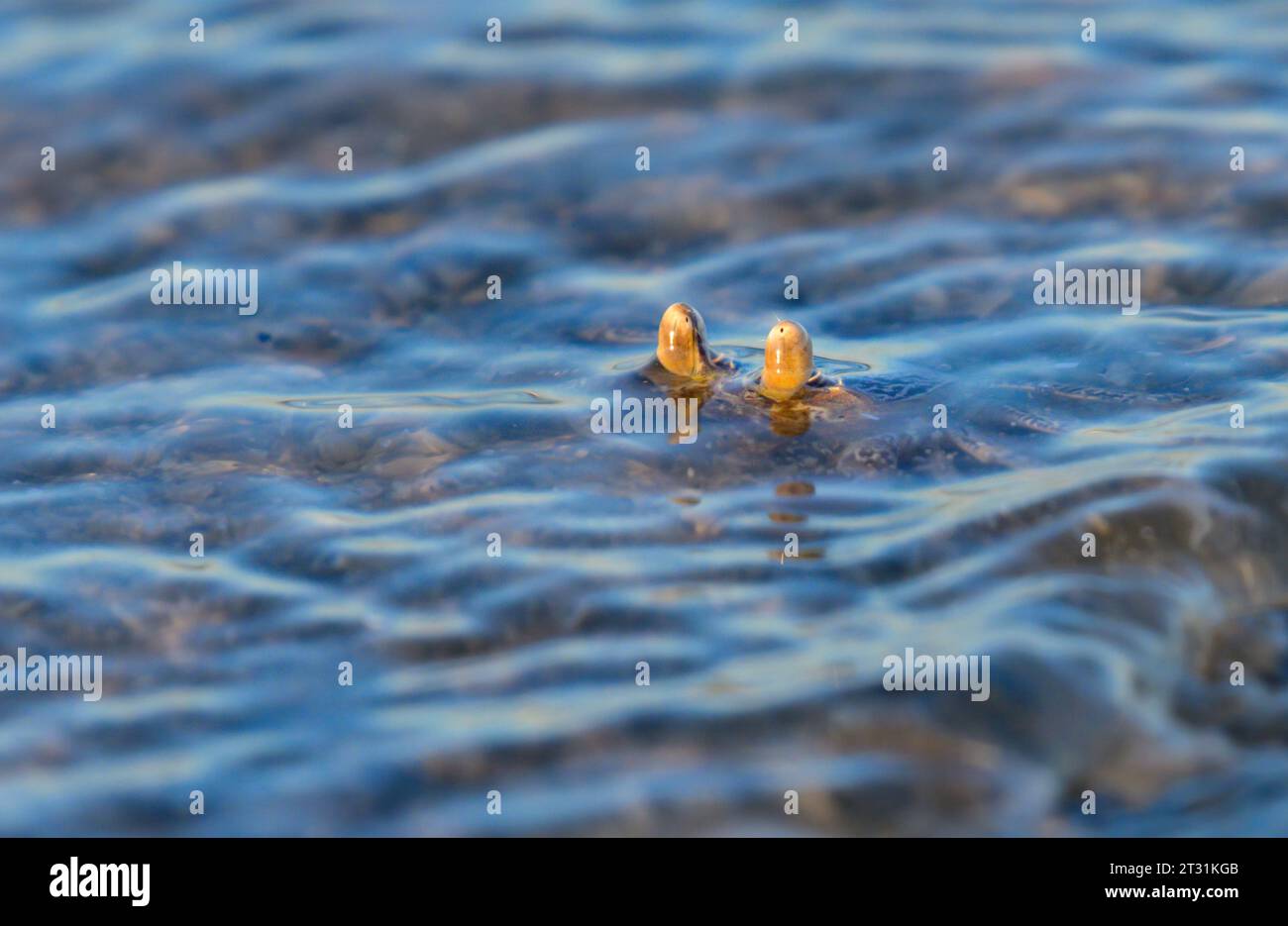 Periskope: Junge Atlantische Geisterkrabbe oder Sandkrabbe (Ocypode quadrata) erstreckt sich über dem Wasserspiegel in der Nähe der Meeresküste in Galveston, Texas Stockfoto