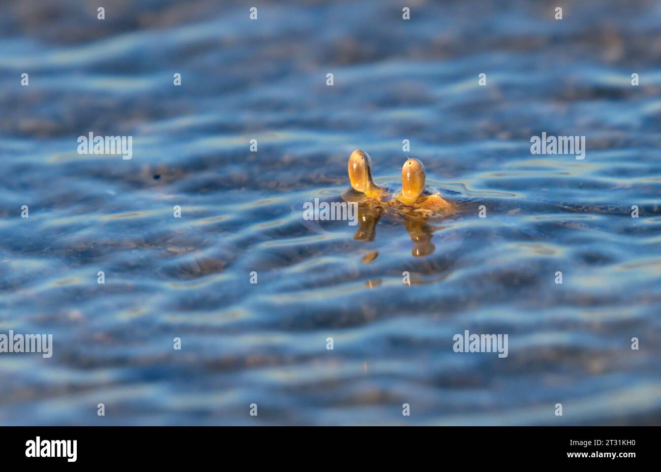 Periskope: Junge Atlantische Geisterkrabbe oder Sandkrabbe (Ocypode quadrata) erstreckt sich über dem Wasserspiegel in der Nähe der Meeresküste in Galveston, Texas Stockfoto