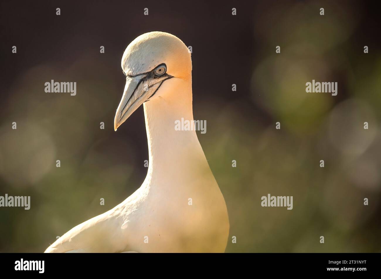Das nördliche Tölpel auf der Insel Helgoland, Deutschland. Stockfoto Das nördliche Tölpel auf der Insel Helgoland, Deutschland. Stockfoto