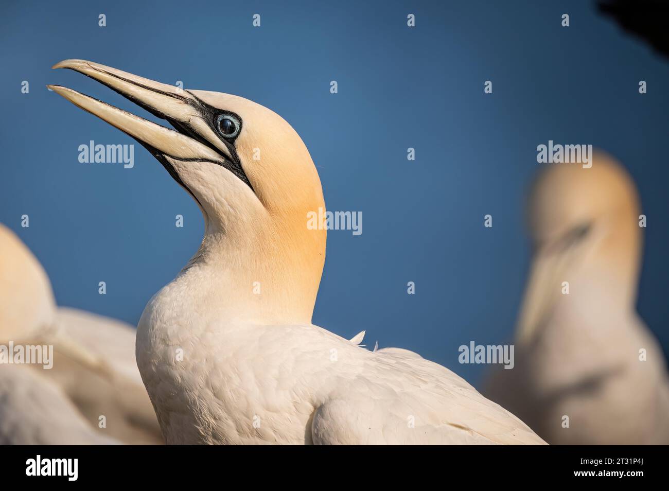 Das nördliche Tölpel auf der Insel Helgoland, Deutschland. Stockfoto Das nördliche Tölpel auf der Insel Helgoland, Deutschland. Stockfoto