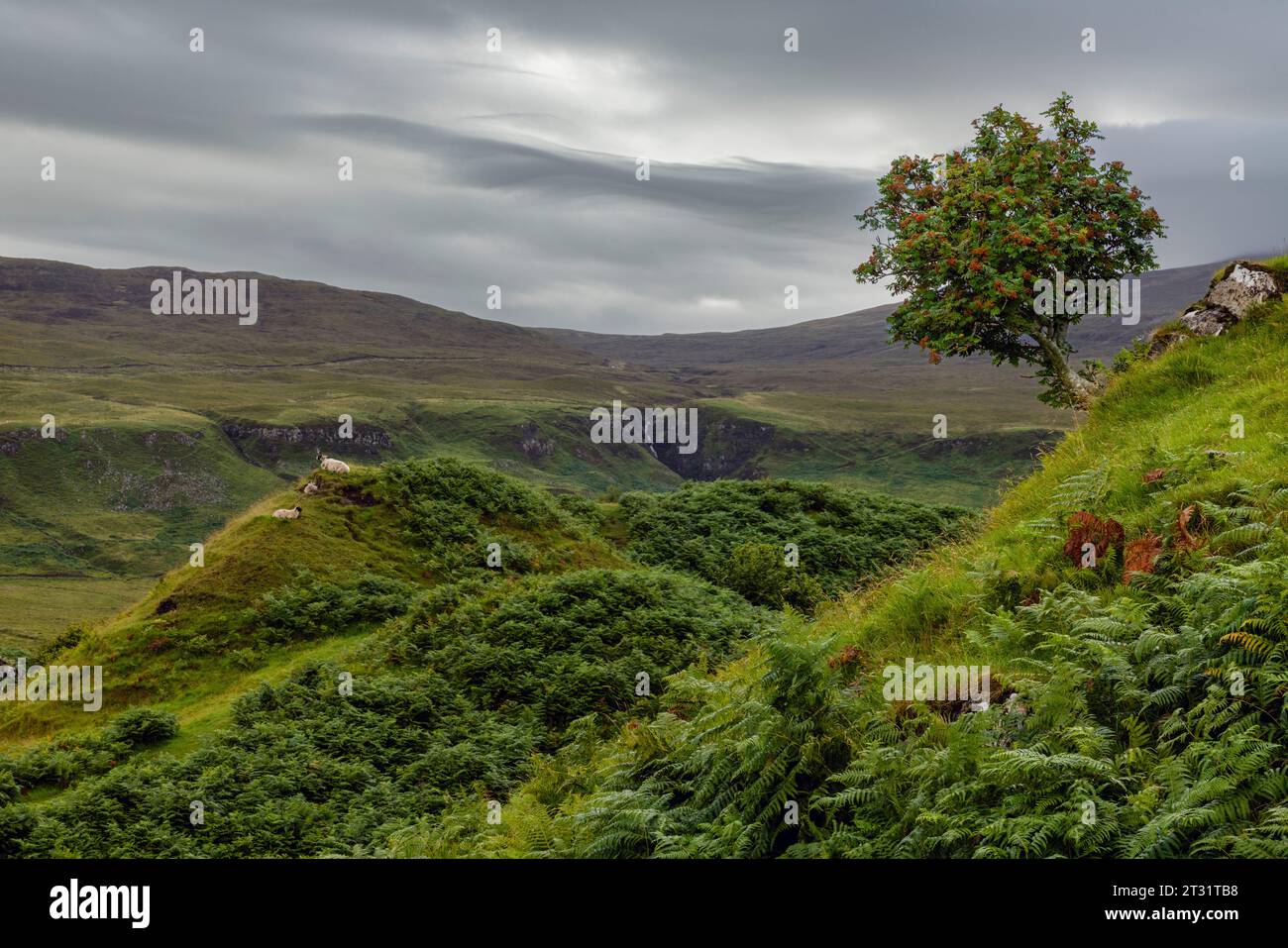 Fairy Glen auf der Isle of Skye, Schottland, ist eine Landschaft aus konischen Hügeln und Felsformationen. Stockfoto