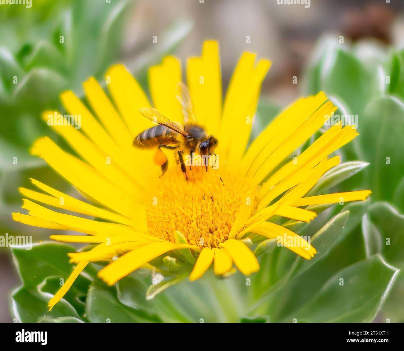 Nahaufnahme einer Biene, die Nektar von einer Löwenzahnblüte sammelt. An einem seiner Beine ist bereits eine große Nektarkugel gesammelt. Stockfoto