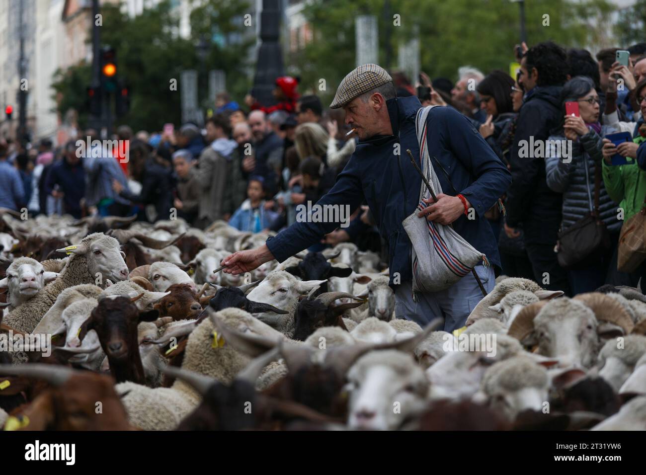 Ein Hirte spricht einige Schafe während des Wanderfestes im Zentrum von Madrid an. Ein weiteres Jahr überquerten die Schafe das Zentrum von Madrid in einer neuen Ausgabe des Transhumance Festivals. Das Festival wird seit 1994 gefeiert und füllt die Hauptschlagadern der spanischen Hauptstadt mit Schafen, um eine umfangreiche Tierhaltung als Instrument zur Erhaltung der biologischen Vielfalt und zur Bekämpfung des Klimawandels zu rechtfertigen. In diesem Jahr sind etwa 1.100 Schafe durch das Zentrum der Hauptstadt gezogen. (Foto: David Canales/SOPA Images/SIPA USA) Stockfoto