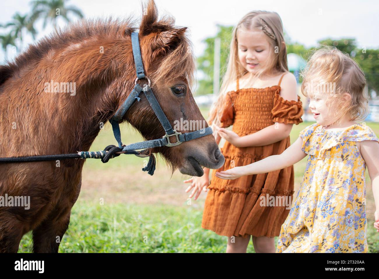 Zwei kleine Mädchen füttern ein Pony. Bauernhof und Kinder. Herbstspaß-Aktivitäten für Kinder auf dem Bauernhof. Fütterung von Nutztieren. Stockfoto