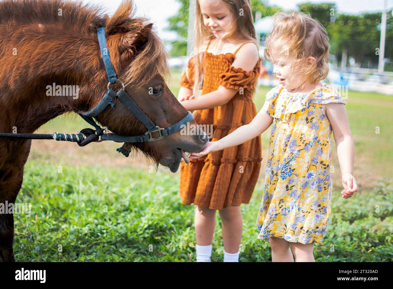 Zwei kleine Mädchen füttern ein Pony. Bauernhof und Kinder. Herbstspaß-Aktivitäten für Kinder auf dem Bauernhof. Fütterung von Nutztieren. Stockfoto