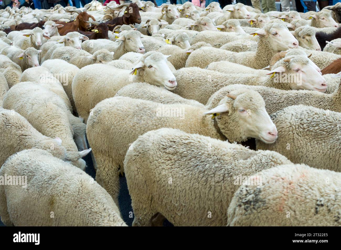 Schaf- und Ziegenherde während der 30. Auflage des Schaf- und Ziegenwanderungsfestes (Fiesta de la Trashumancia) durchquerten das Zentrum o Stockfoto