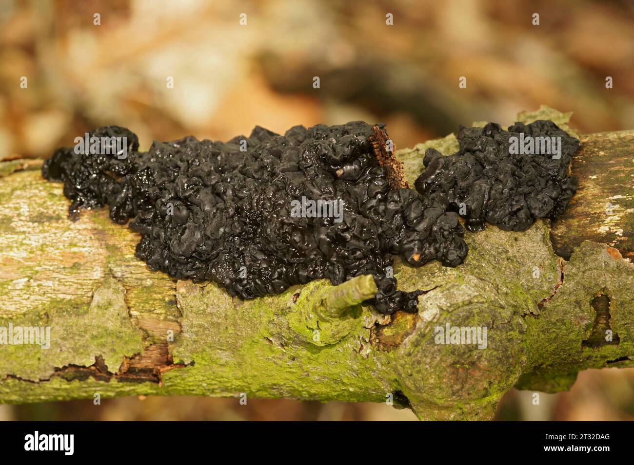 Natürliche Nahaufnahme eines europäischen Gelee-Pilzes, Hexerbutter, Exidia plana auf totem Holz Stockfoto
