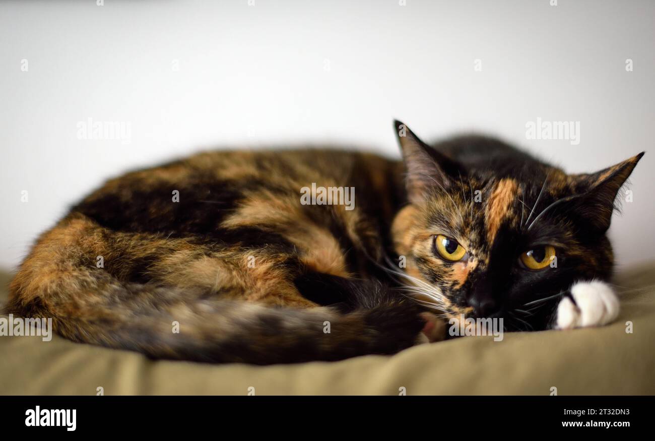 Porträt einer Gelbäugigen Tortie-Katze Stockfoto