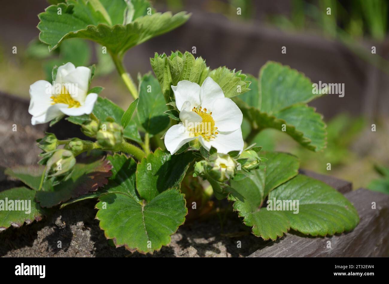 Blühender Erdbeerstrauch in einem Gartenbeet. Bio-Gartenbau. Stockfoto