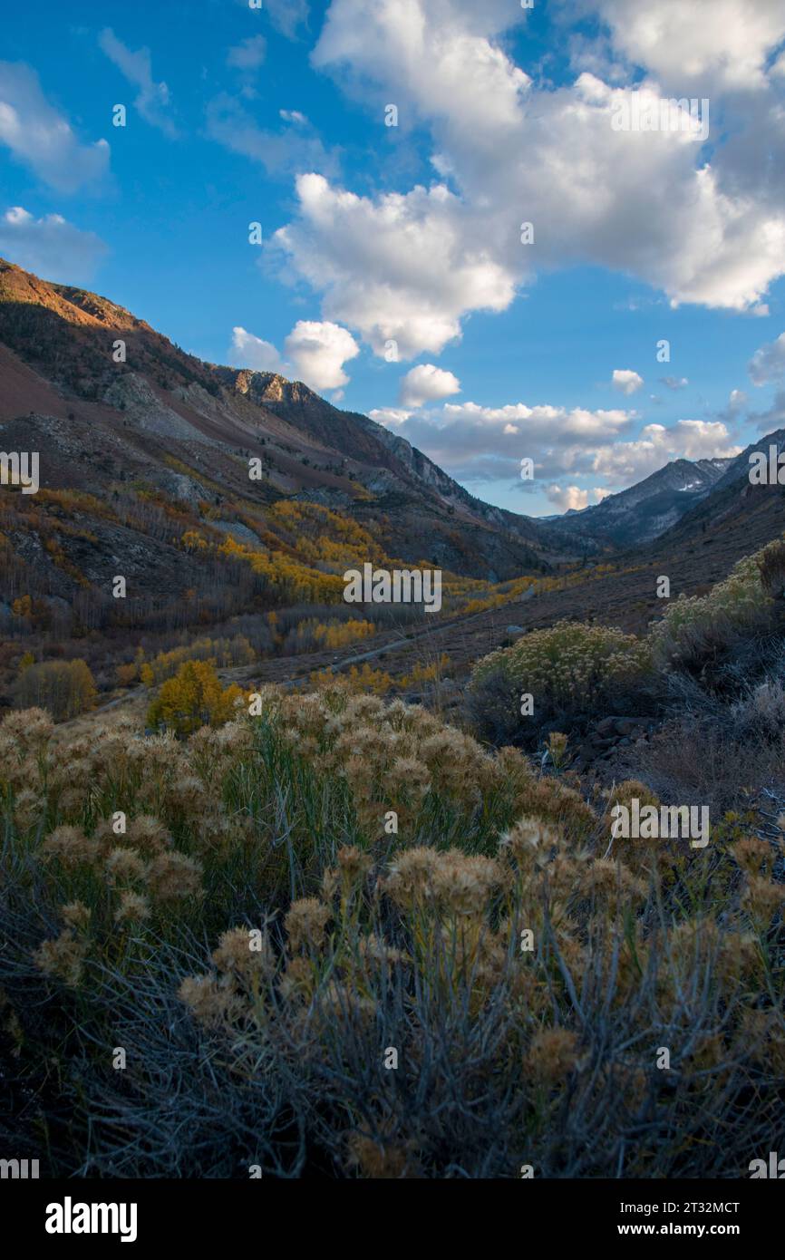 Die Herbstfarbe am South Fork Bishop Creek in der Eastern Sierra in Kalifornien kann ziemlich lebhaft sein. Stockfoto