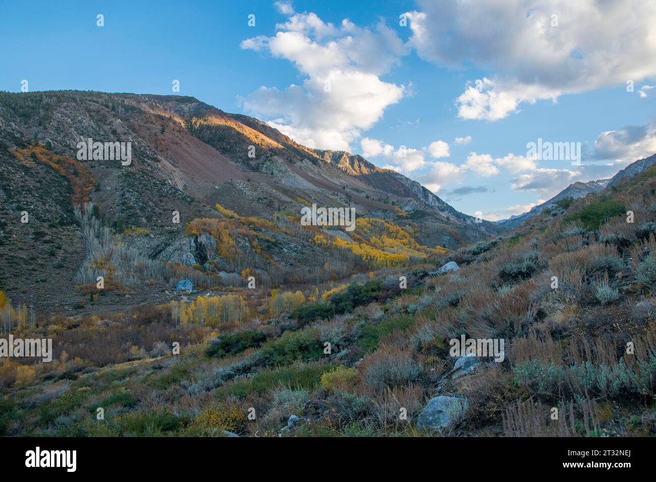 Die Herbstfarbe am South Fork Bishop Creek in der Eastern Sierra in Kalifornien kann ziemlich lebhaft sein. Stockfoto