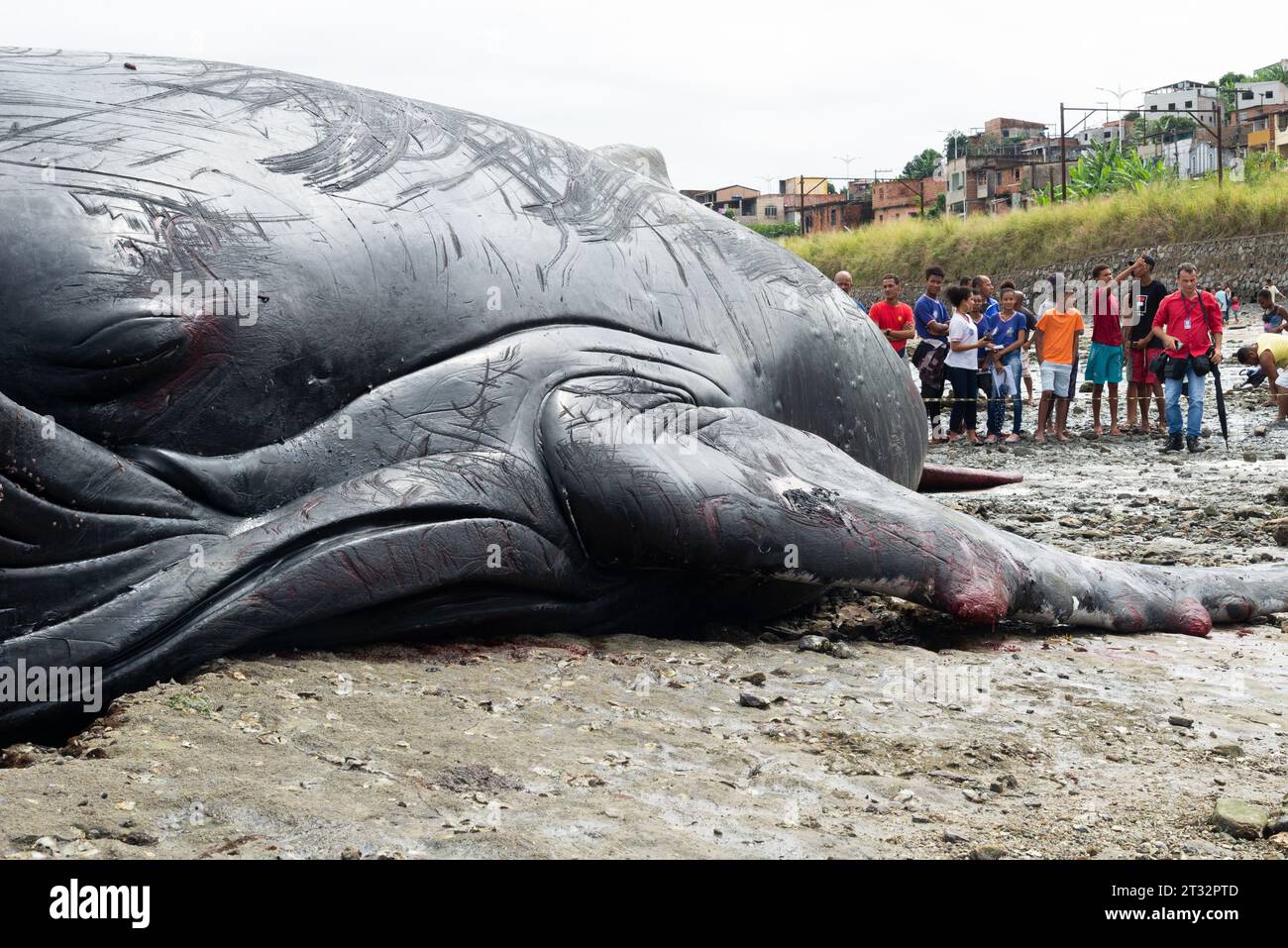 Salvador, Bahia, Brasilien - 30. August 2019: Ein Buckelwal wird tot am Strand von Coutos in Salvador, Bahia, gesehen. Stockfoto